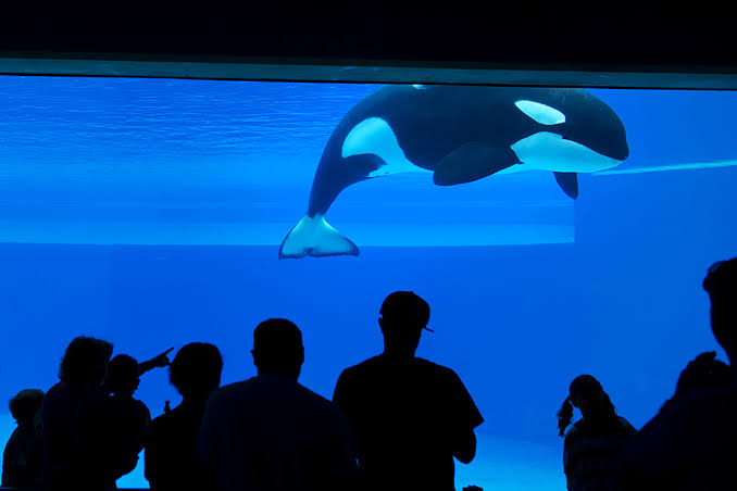 World's Loneliest Orca Whale, Kiska, Dies at Marineland Amidst Controversy