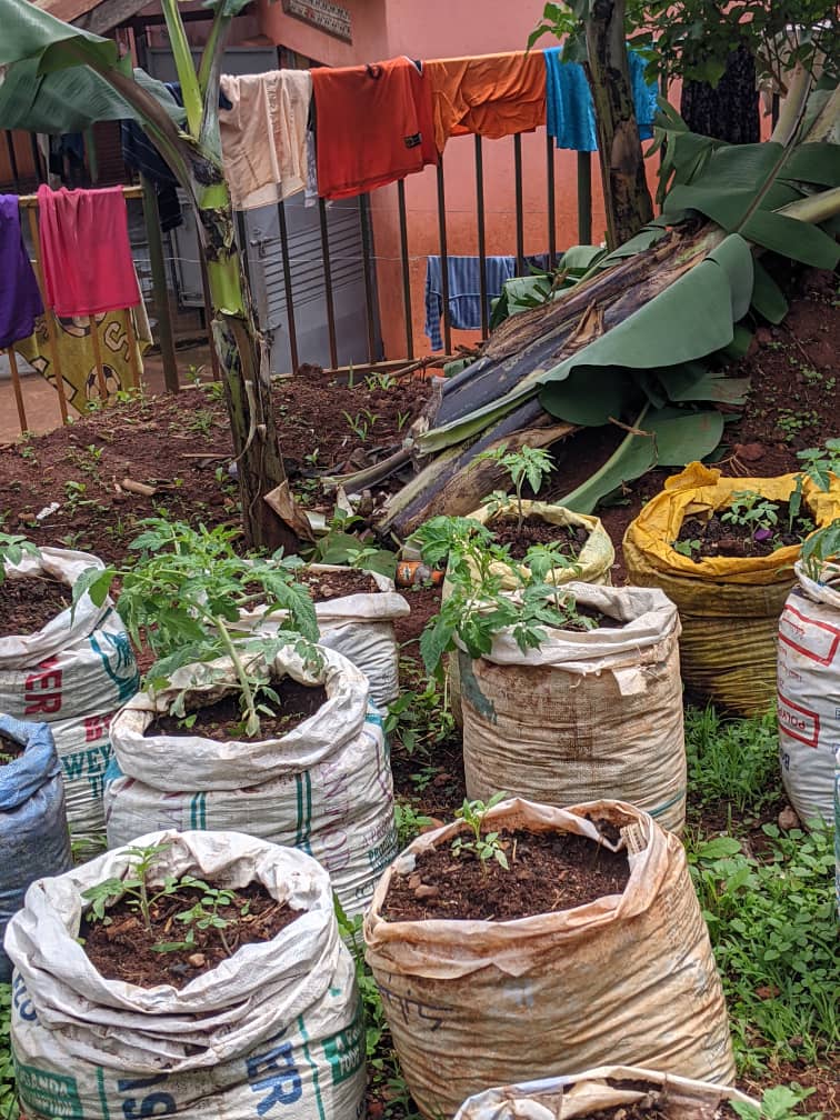 food distribution in the batwa community