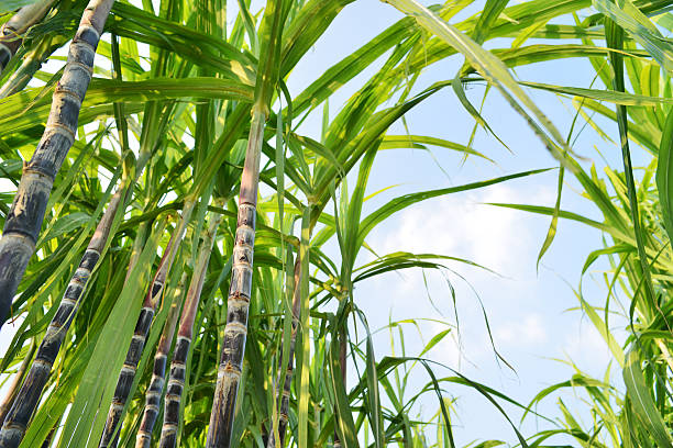 How a Hoima Businesswoman Used a dfcu GROW Loan to Transform Her Business 2 How a Hoima Businesswoman Used a dfcu GROW Loan to Transform Her Business