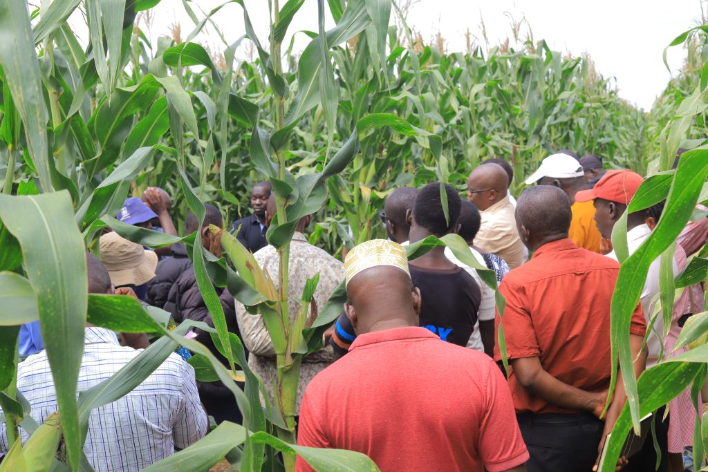 Growing Prosperity: Yara’s Commitment to Transforming Farmers’ Livelihoods in Uganda